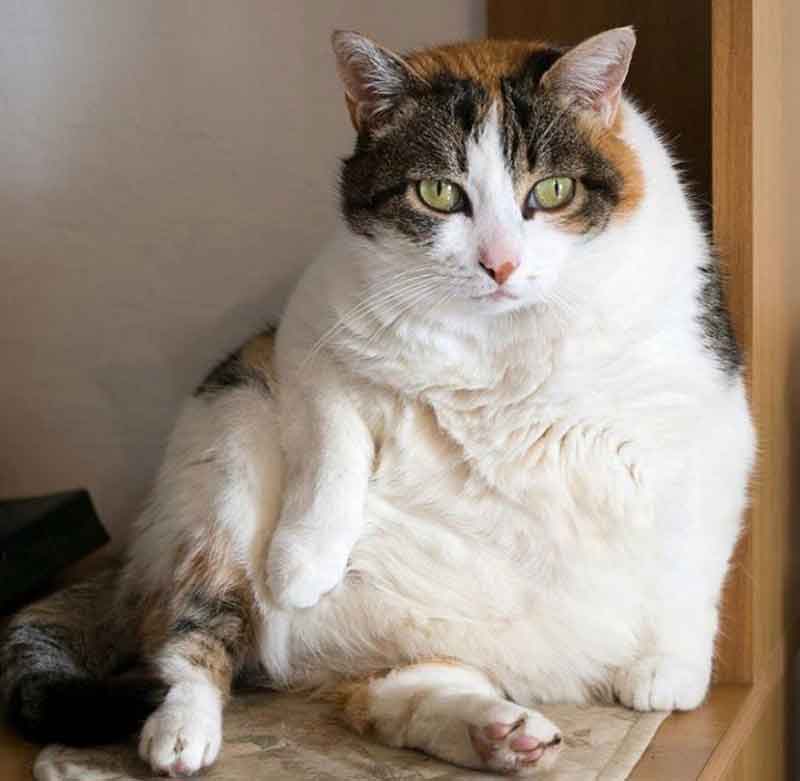 Gato gordo: o que fazer? - Pet Total Neem
