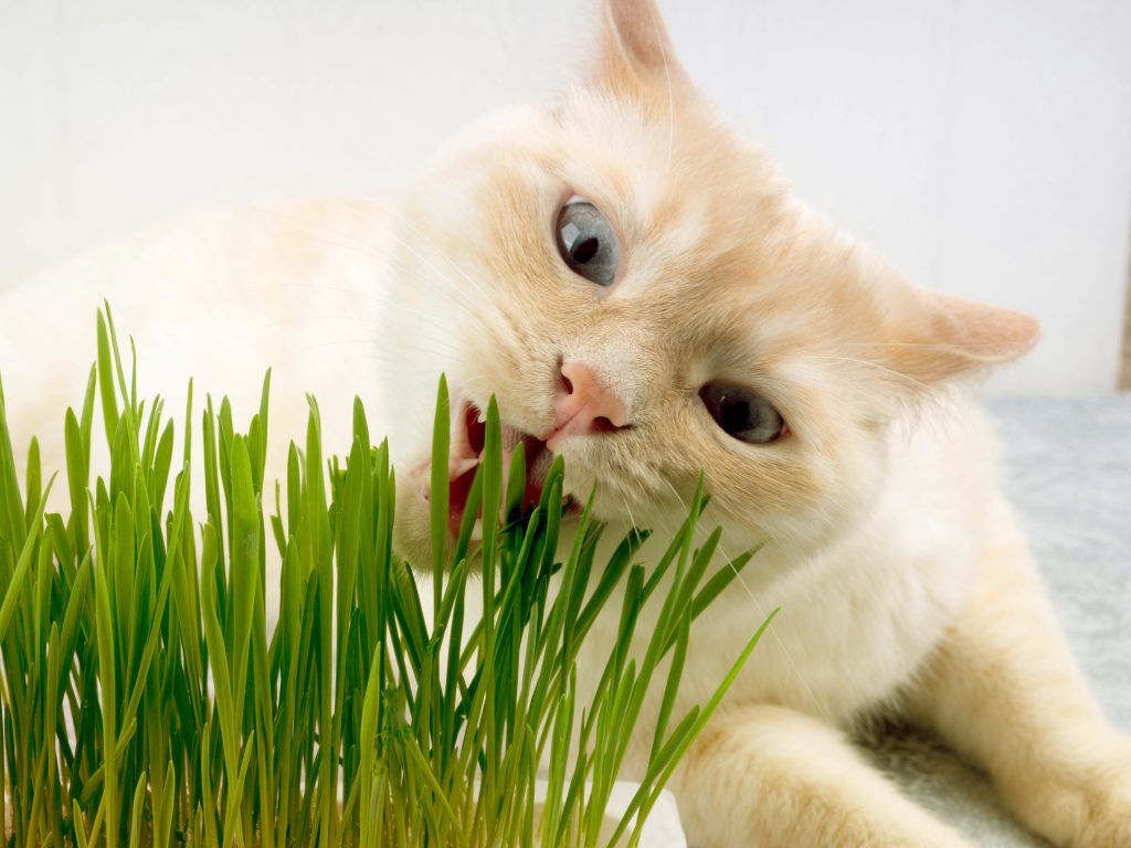 catnip ou erva de gato