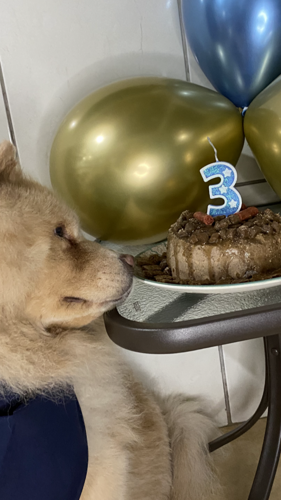 Aniversário pet: como fazer bolo para cachorro