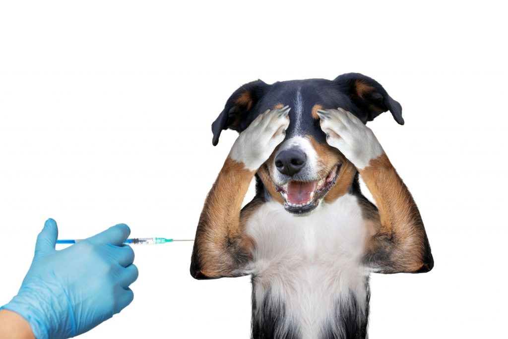 Manual de vacina pet