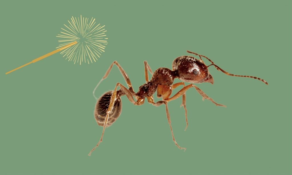 controle de formigas