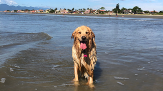 Cachorro na Praia