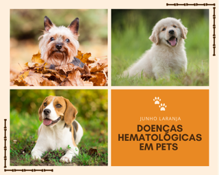 Doenças Hematológicas em Pets
