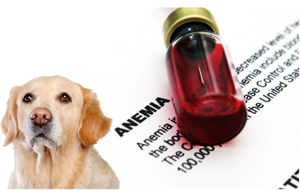 Anemia em Cachorro