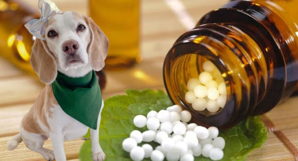Homeopatia para Cachorros